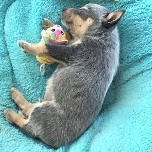 Meet your Posher, Sofia